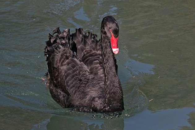 Вы сейчас просматриваете «Черный лебедь» на подлете: крах на биржах только начинается